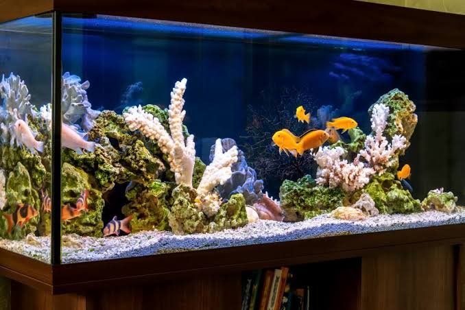 Aquarium with fish and coral